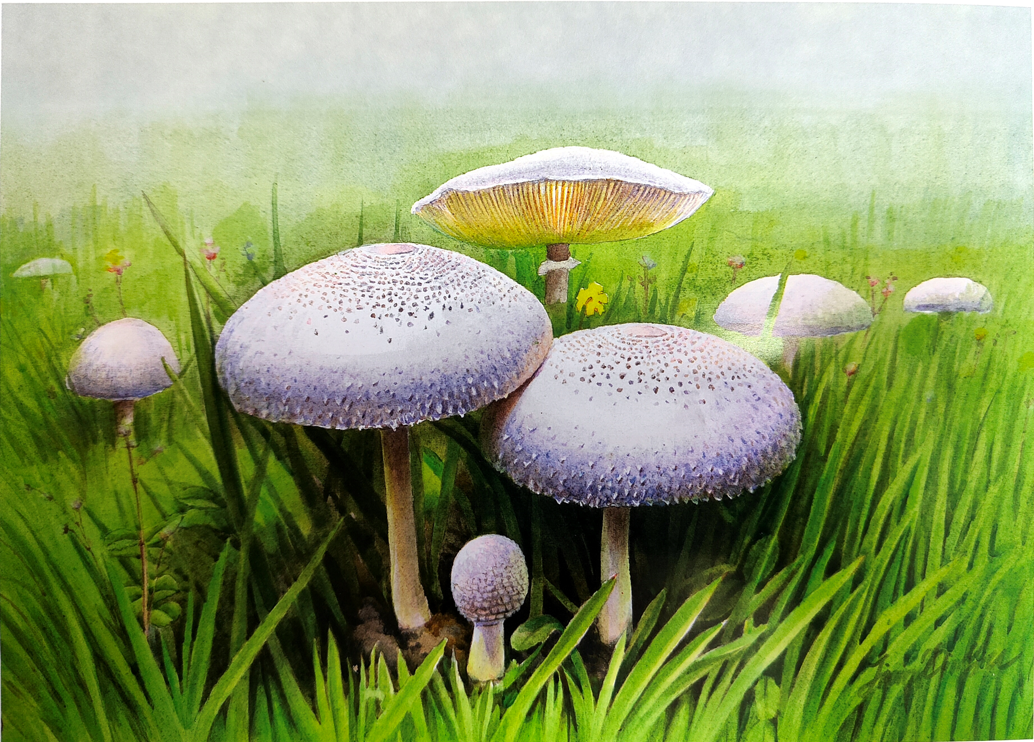 mushroom-image